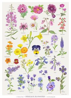 Spiselige blomster